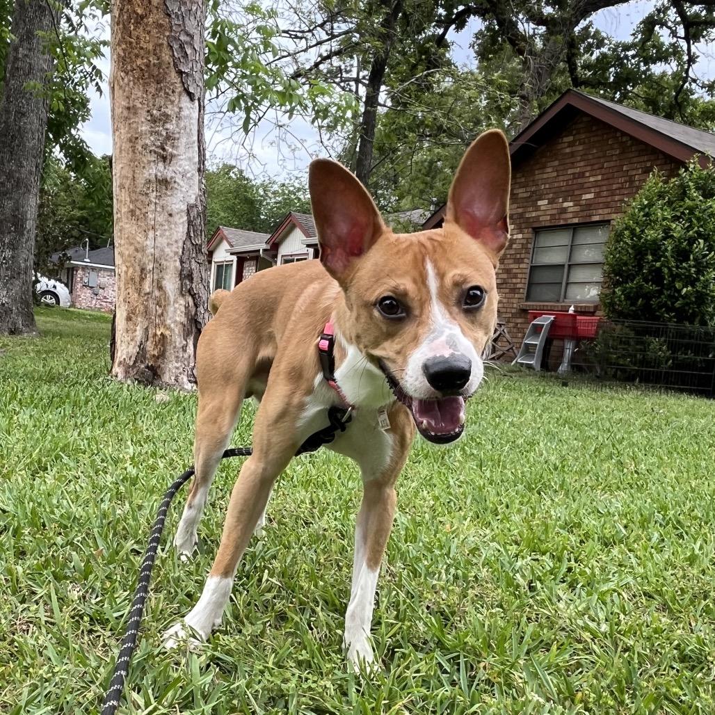 Enlarge Canelo, a Adoptable mixed breed in Green Bay, WI image 5/6