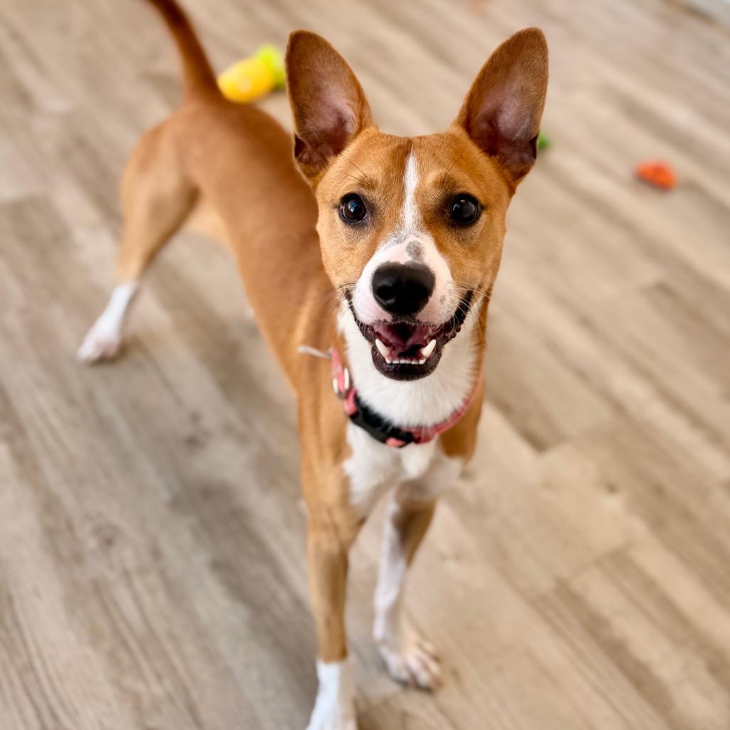 Enlarge Canelo, a Adoptable mixed breed in Green Bay, WI image 6/6