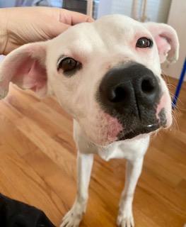 Imagine, Adoptable, Young Female Pit Bull Terrier & Terrier.