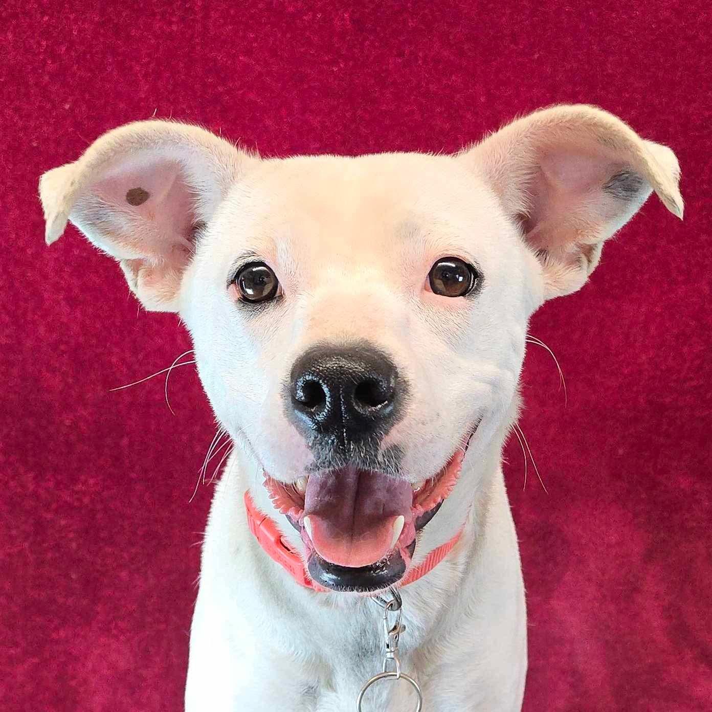 Imagine, a Adoptable mixed breed in New York, NY image 2/6