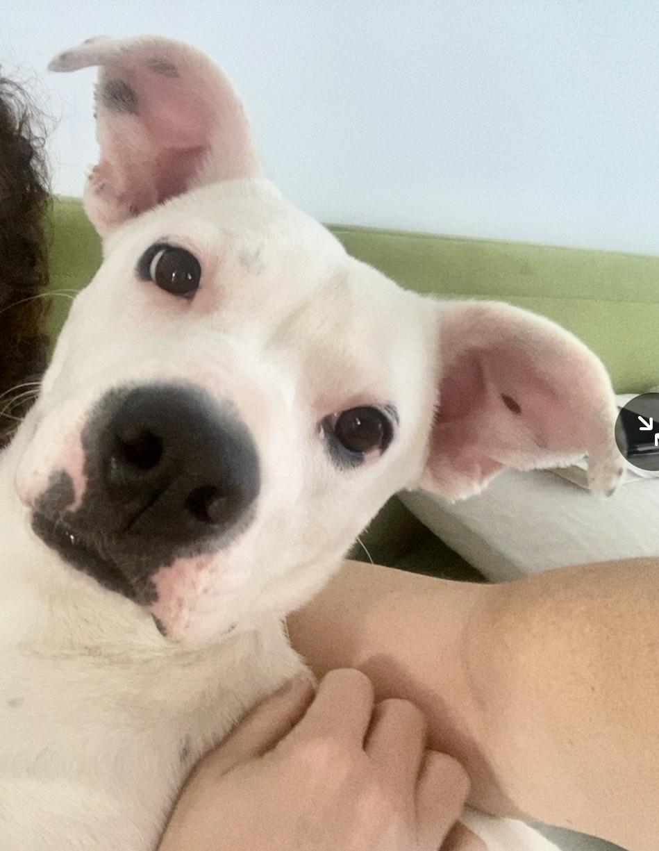 Imagine, a Adoptable mixed breed in New York, NY image 3/6