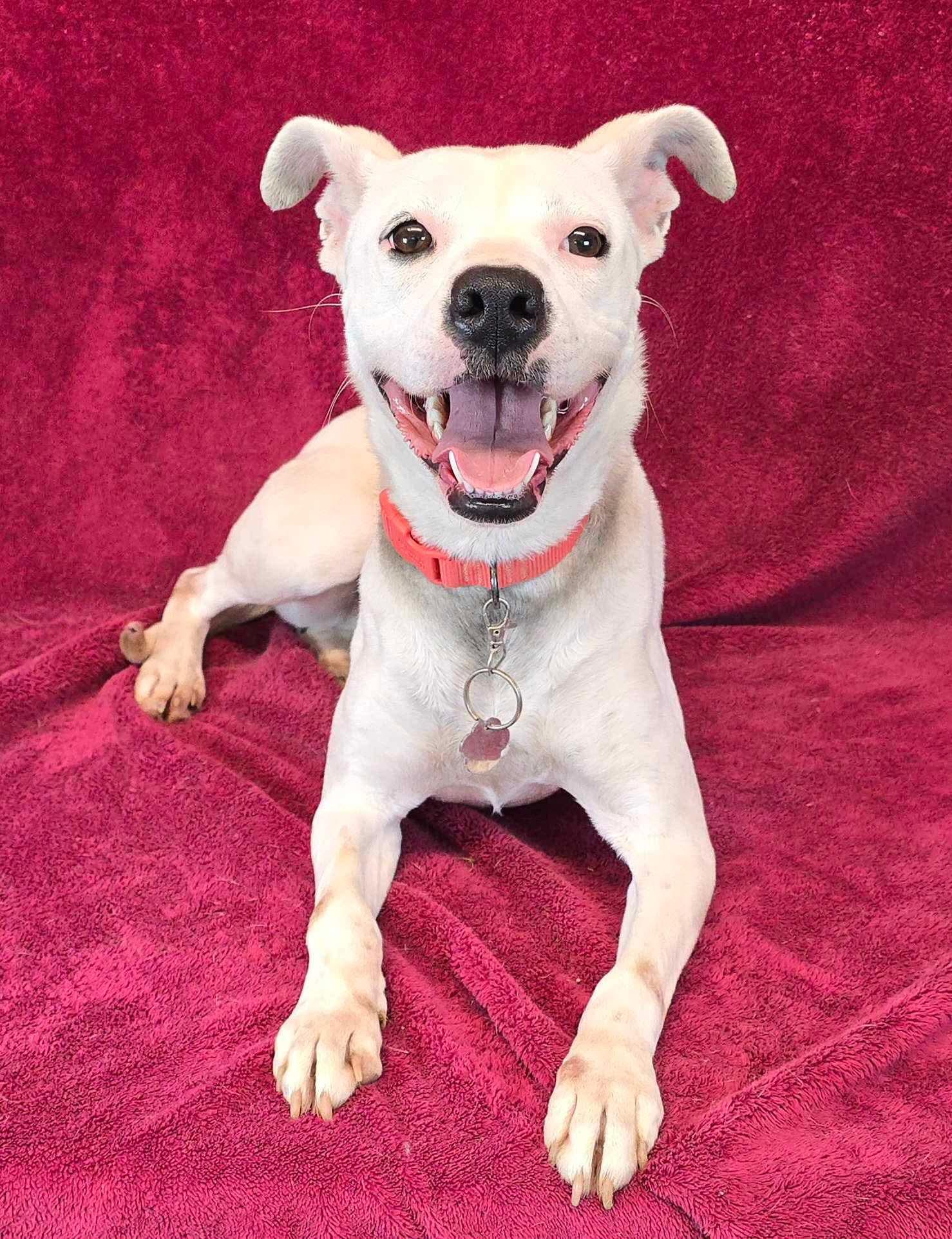 Imagine, a Adoptable mixed breed in New York, NY image 4/6