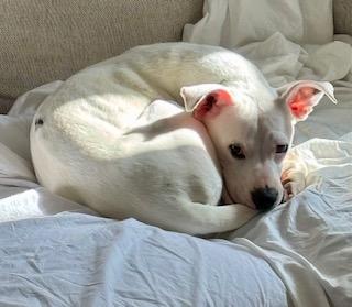 Imagine, a Adoptable mixed breed in New York, NY image 5/6