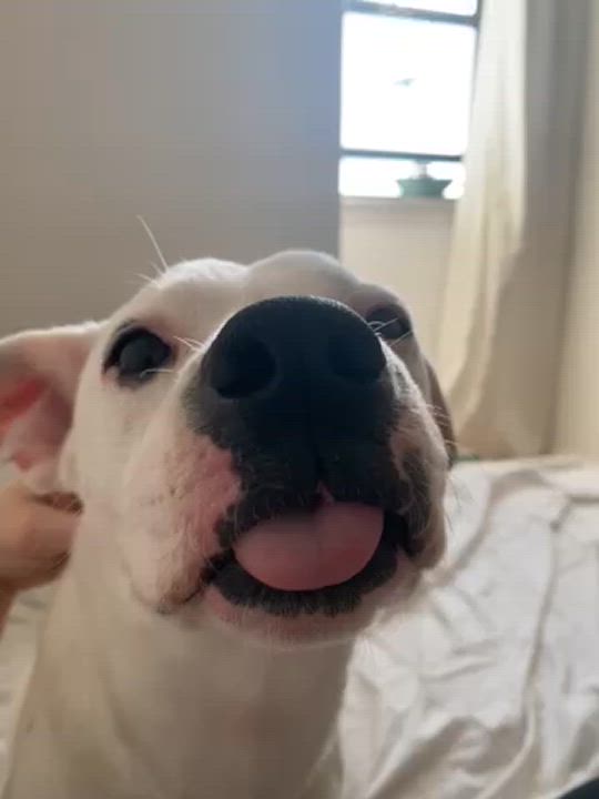 Enlarge Imagine, a Adoptable mixed breed in New York, NY video 6/6