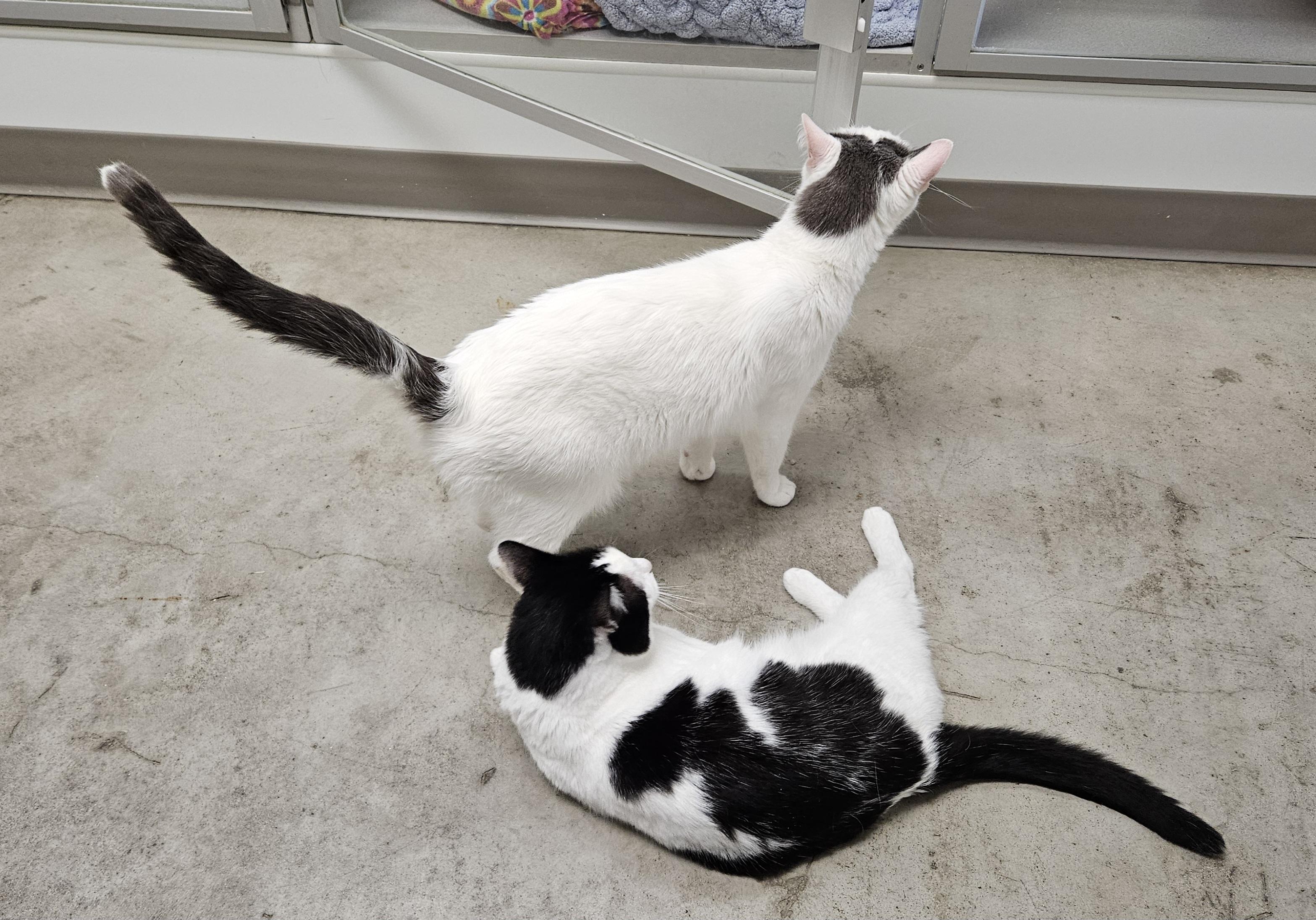 Kimchi and Nun Nun (bonded pair), ADOPTABLE, Adult Male Domestic Short Hair.
