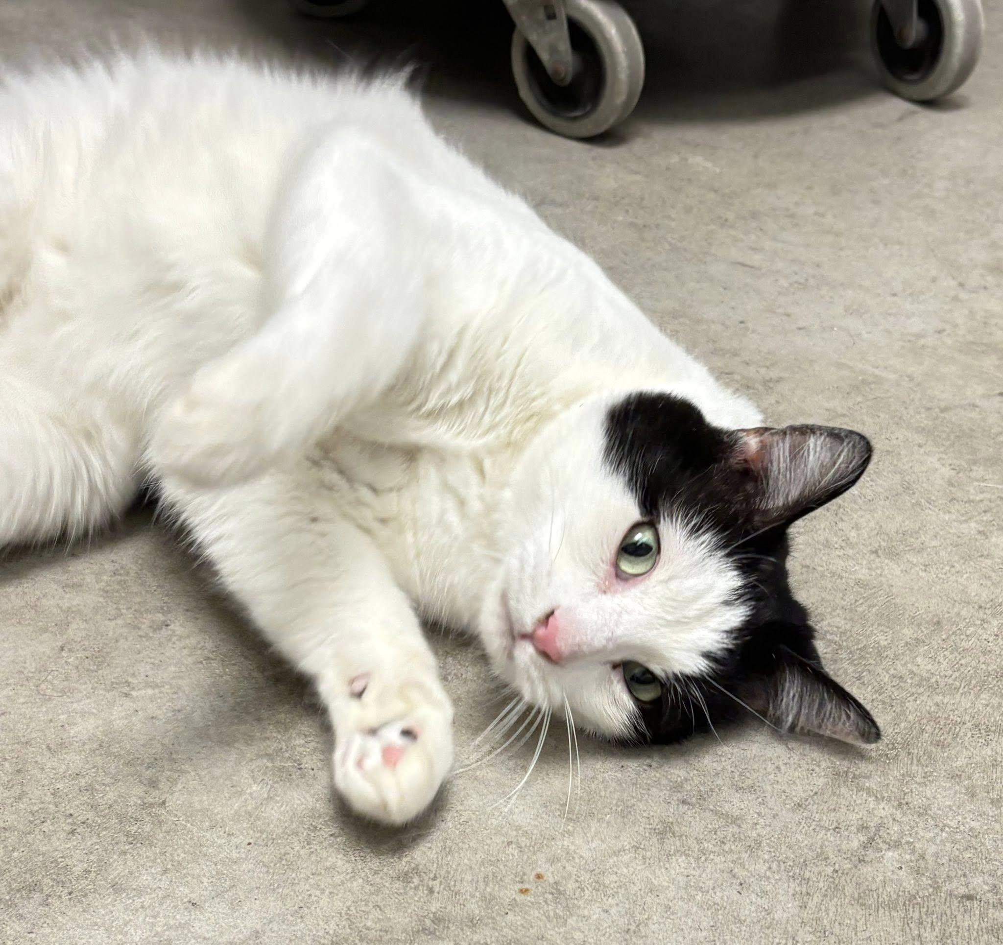 Enlarge Kimchi and Nun Nun (bonded pair), a ADOPTABLE Domestic Short Hair in Iowa City, IA image 2/3