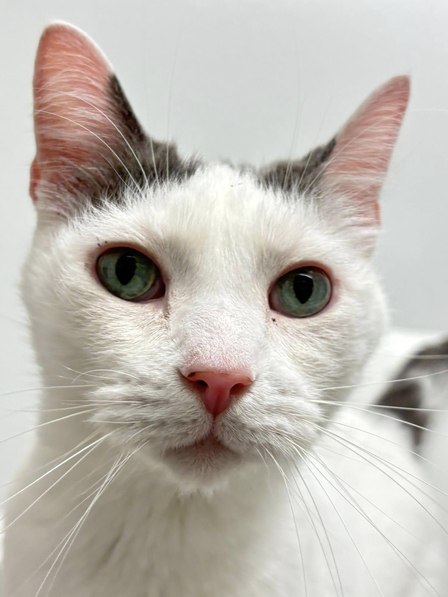 Enlarge Kimchi and Nun Nun (bonded pair), a ADOPTABLE Domestic Short Hair in Iowa City, IA image 3/3