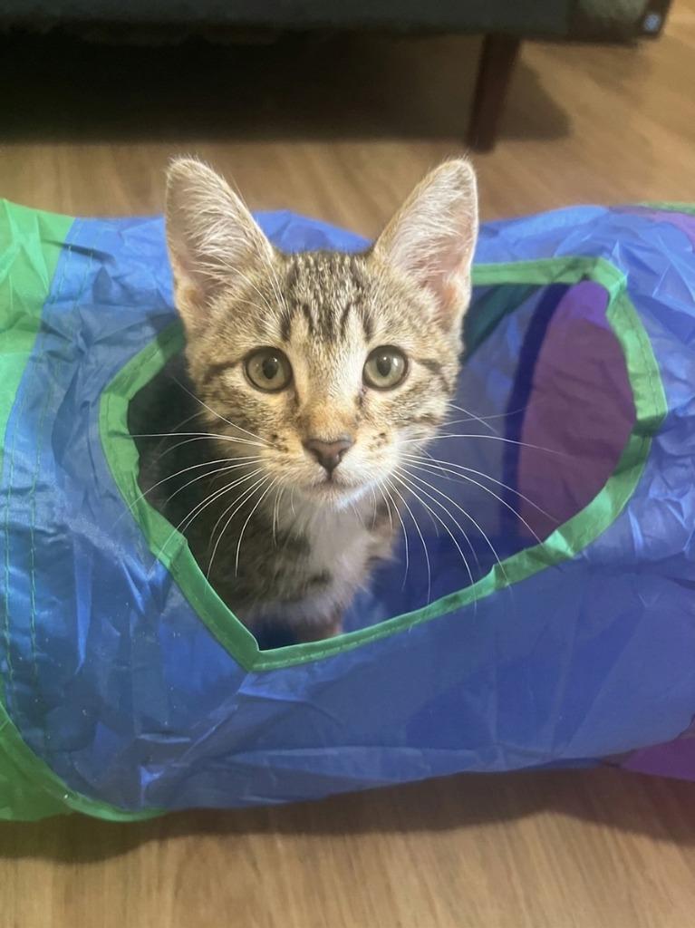 Enlarge Butternut, a Adoptable Domestic Short Hair in Vashon, WA image 1/1