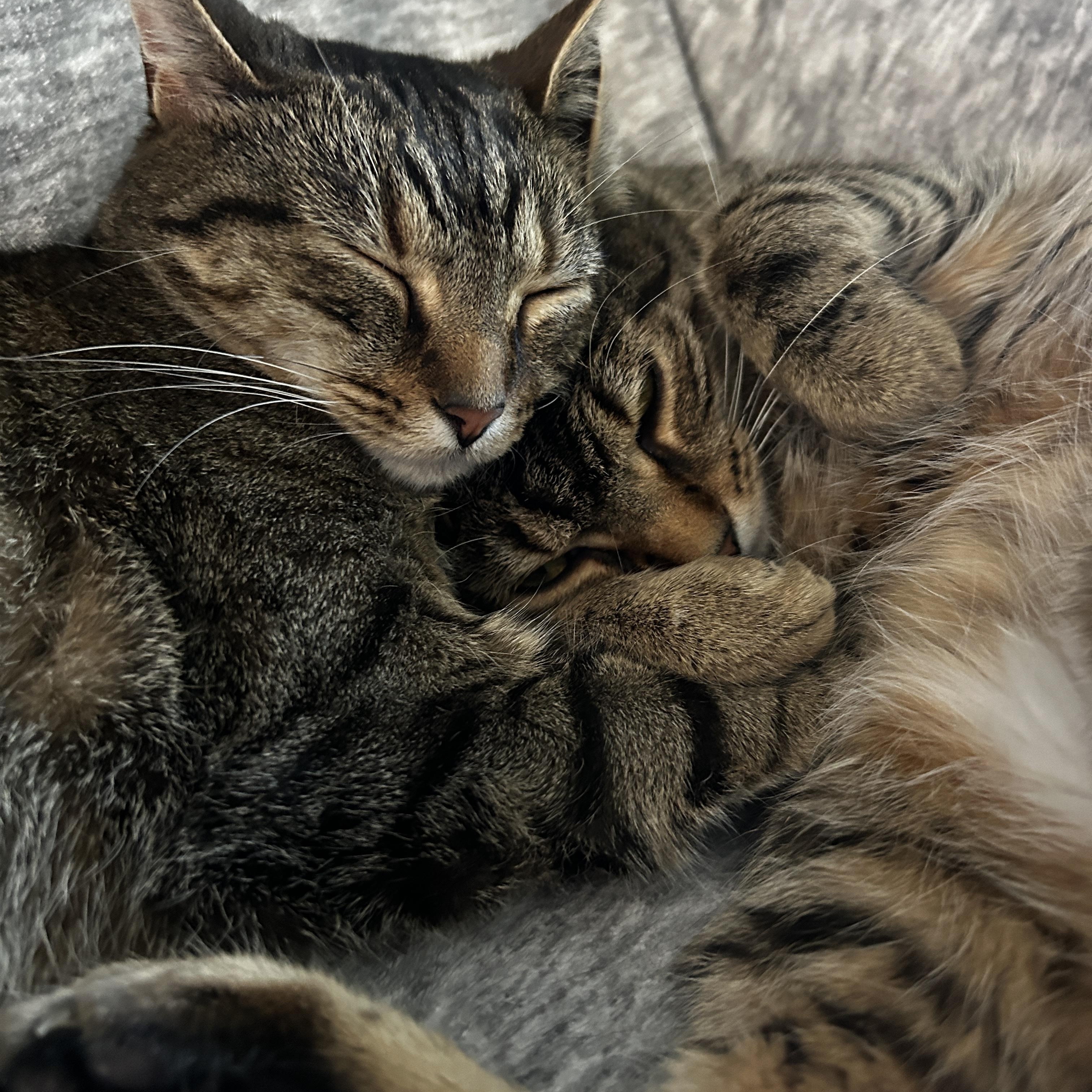 Duck, a Adoptable Domestic Short Hair in Holland, MI image 3/5