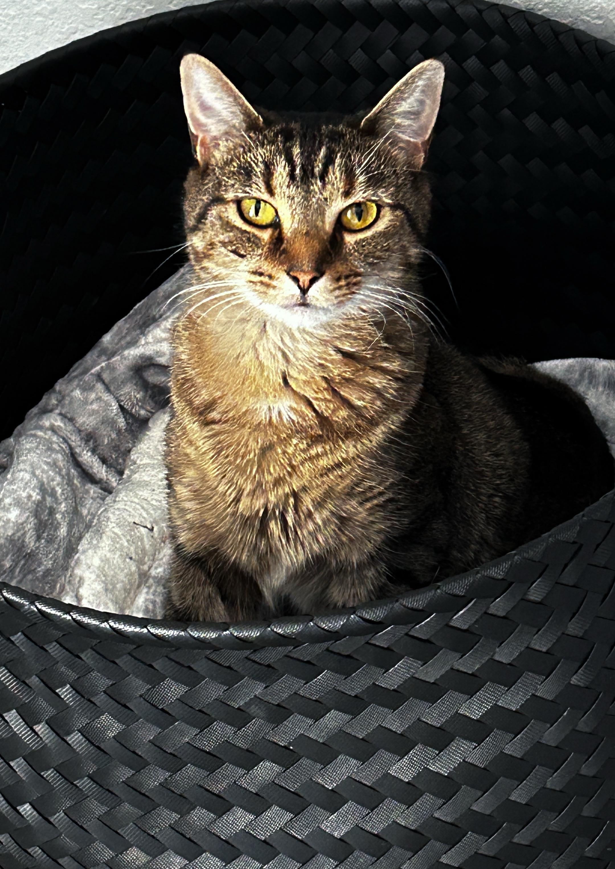 Duck, Adoptable, Adult Female Domestic Short Hair.