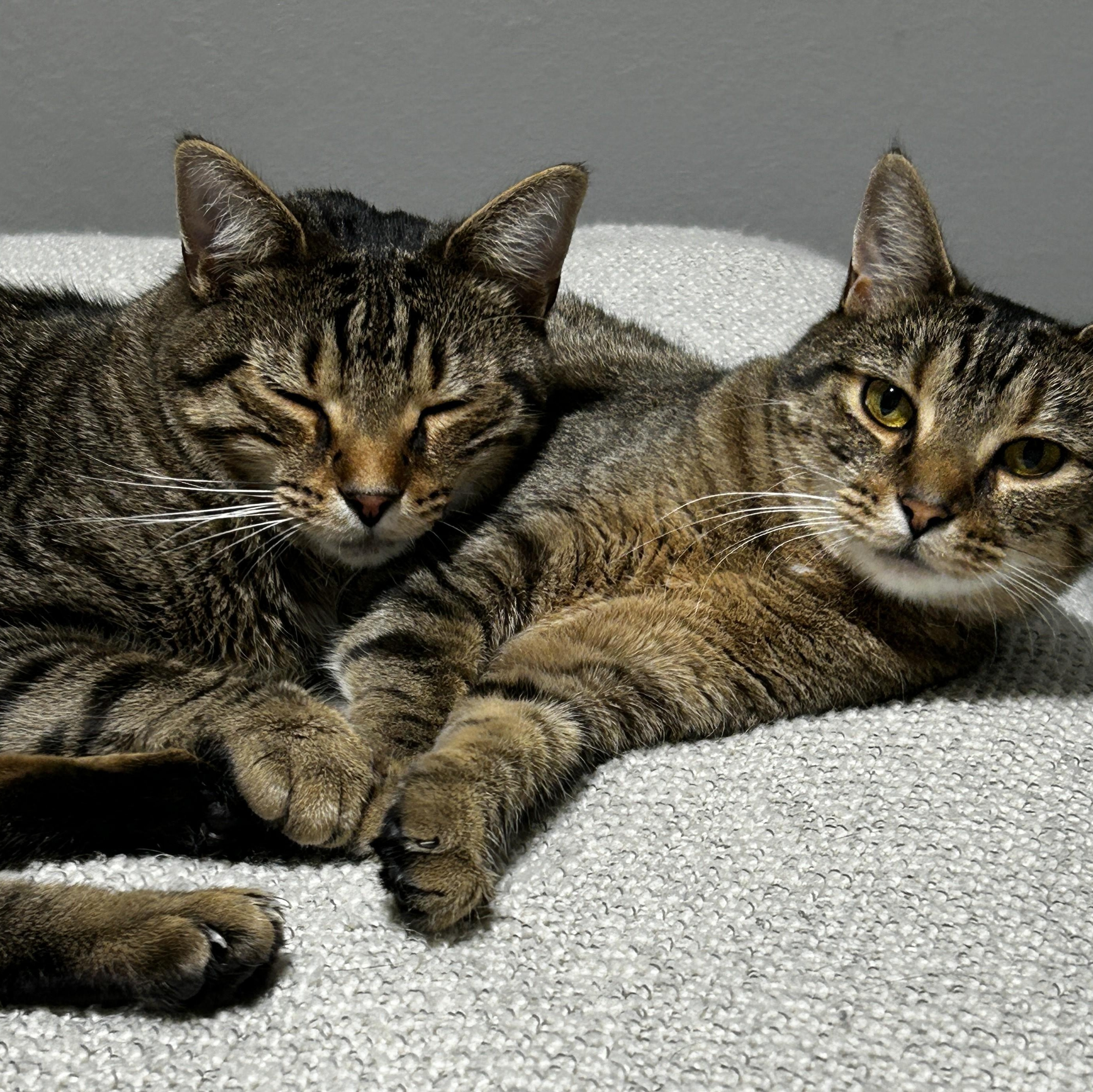 Duck, a Adoptable Domestic Short Hair in Holland, MI image 4/5