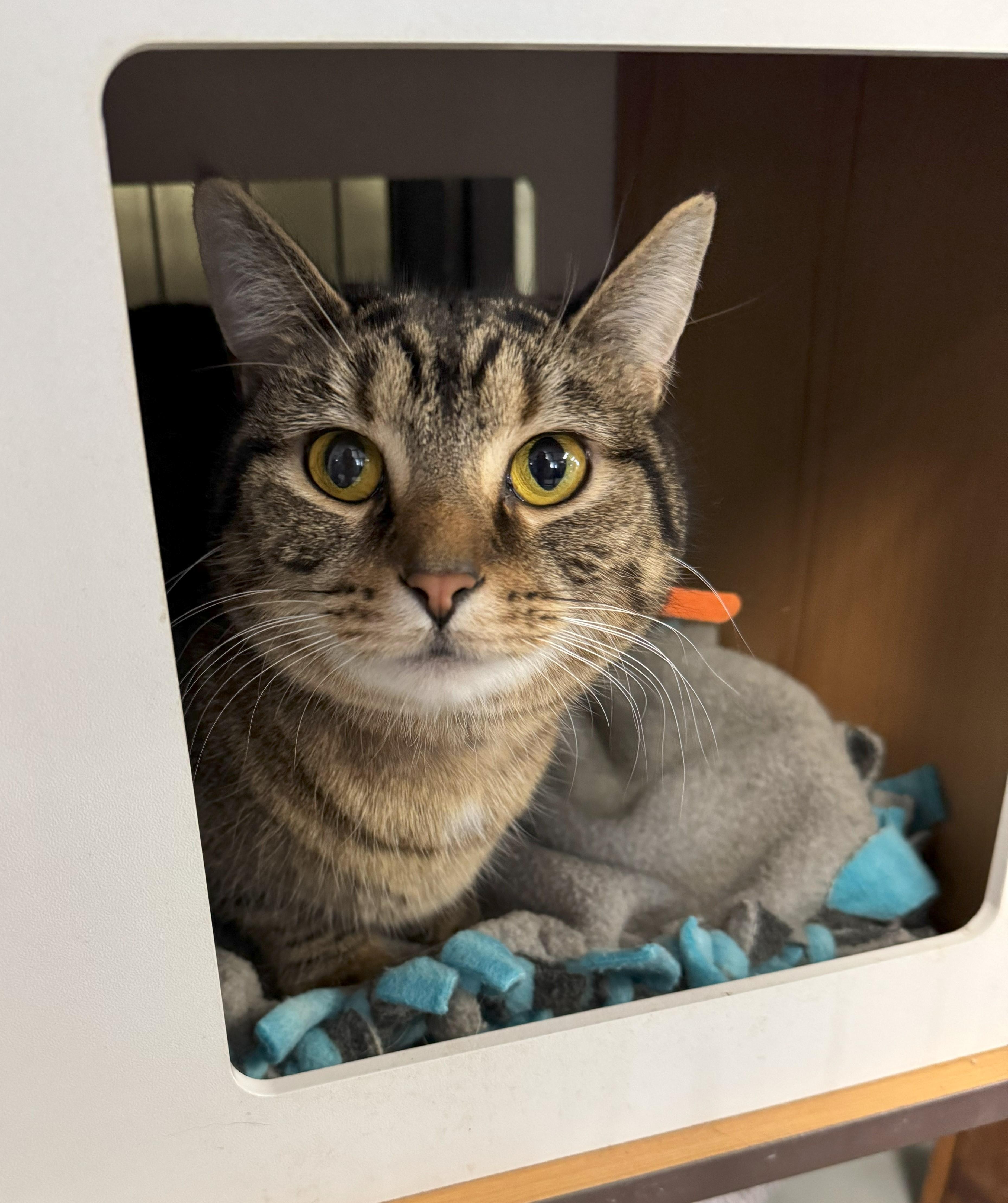 Duck, Adoptable, Adult Female Domestic Short Hair.