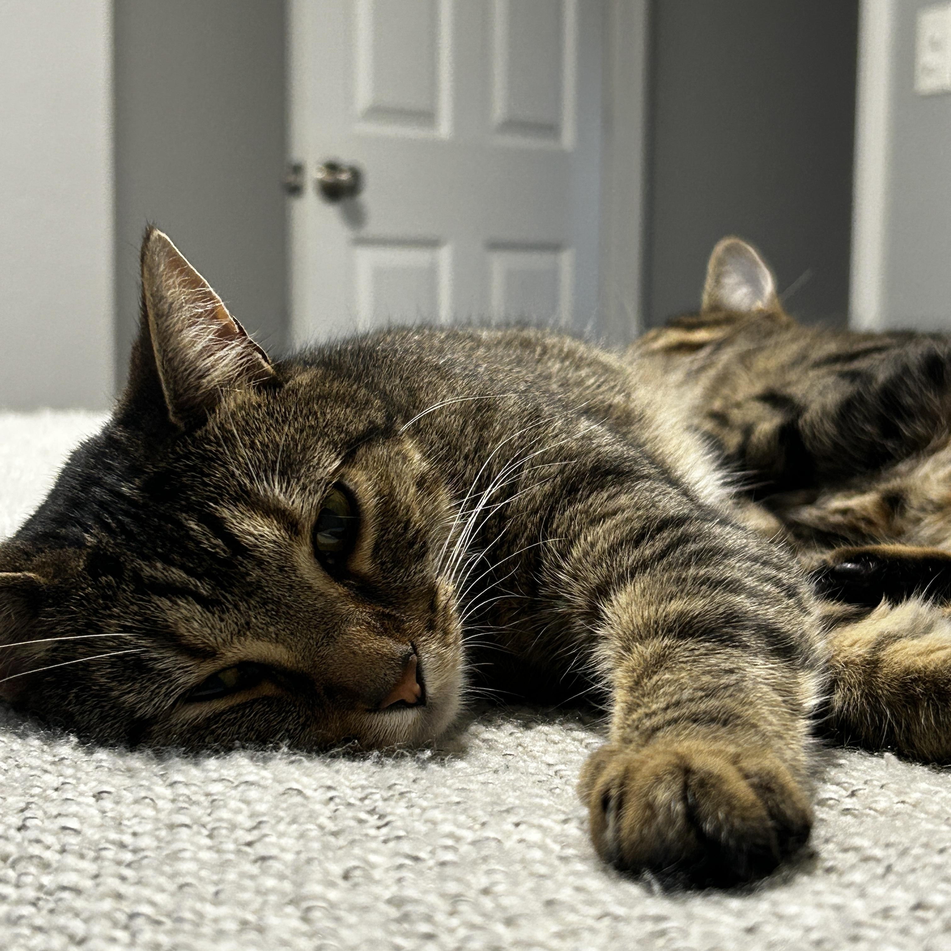 Duck, a Adoptable Domestic Short Hair in Holland, MI image 5/5