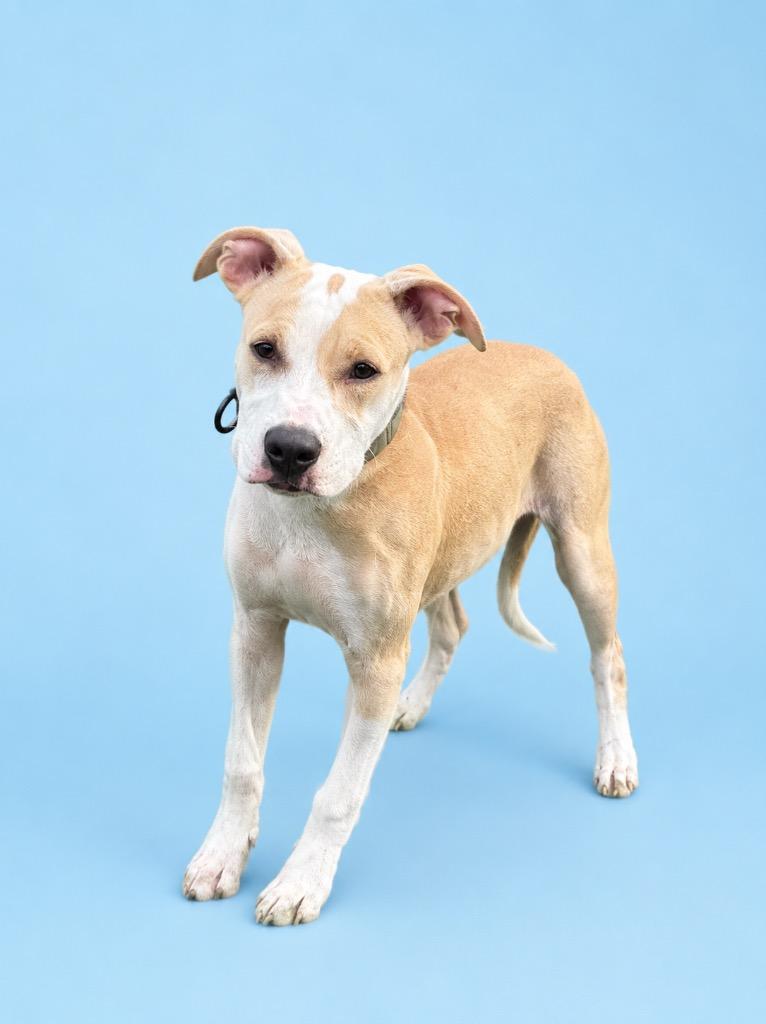 Pettie, Adoptable, Puppy Male Terrier.