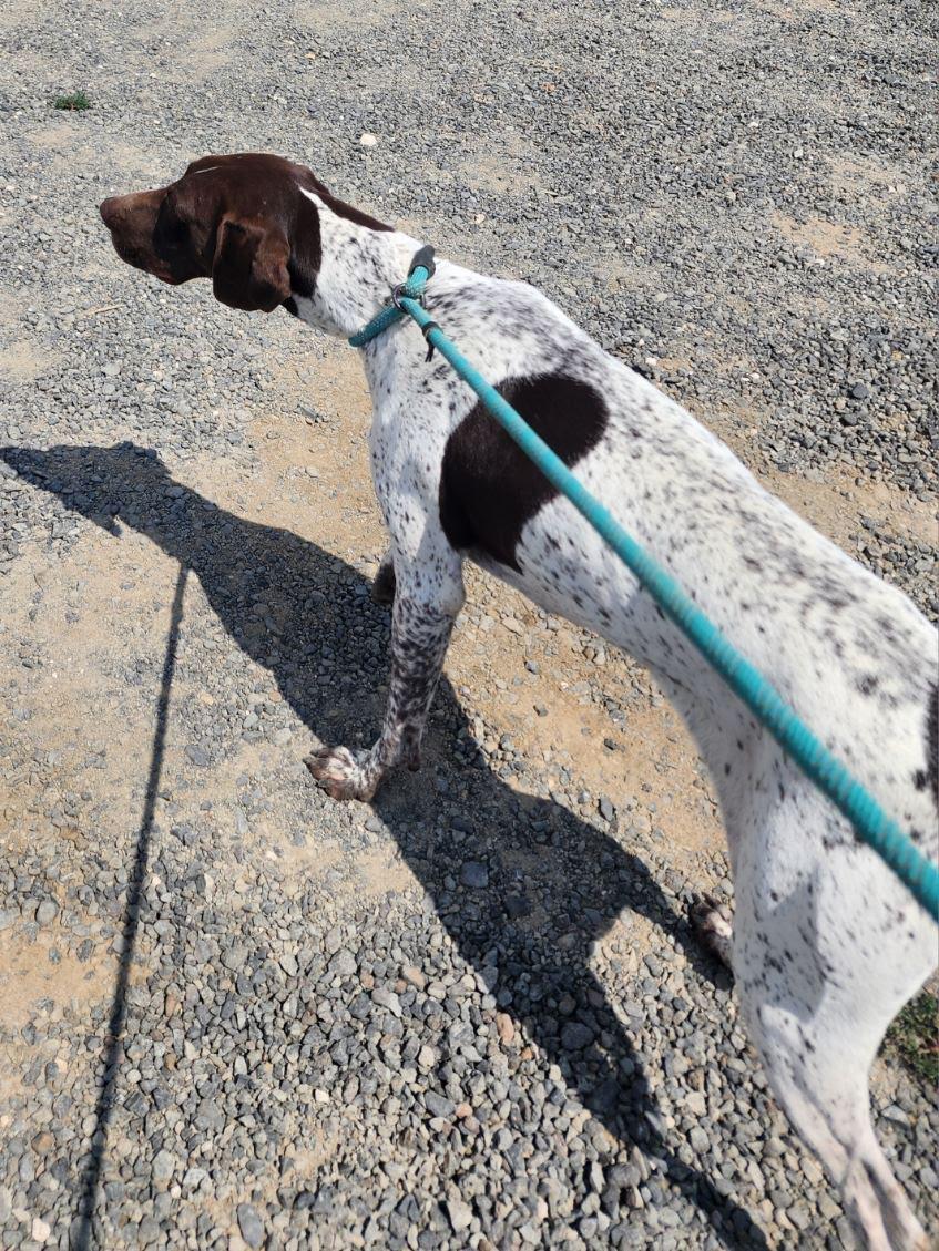 Gauge