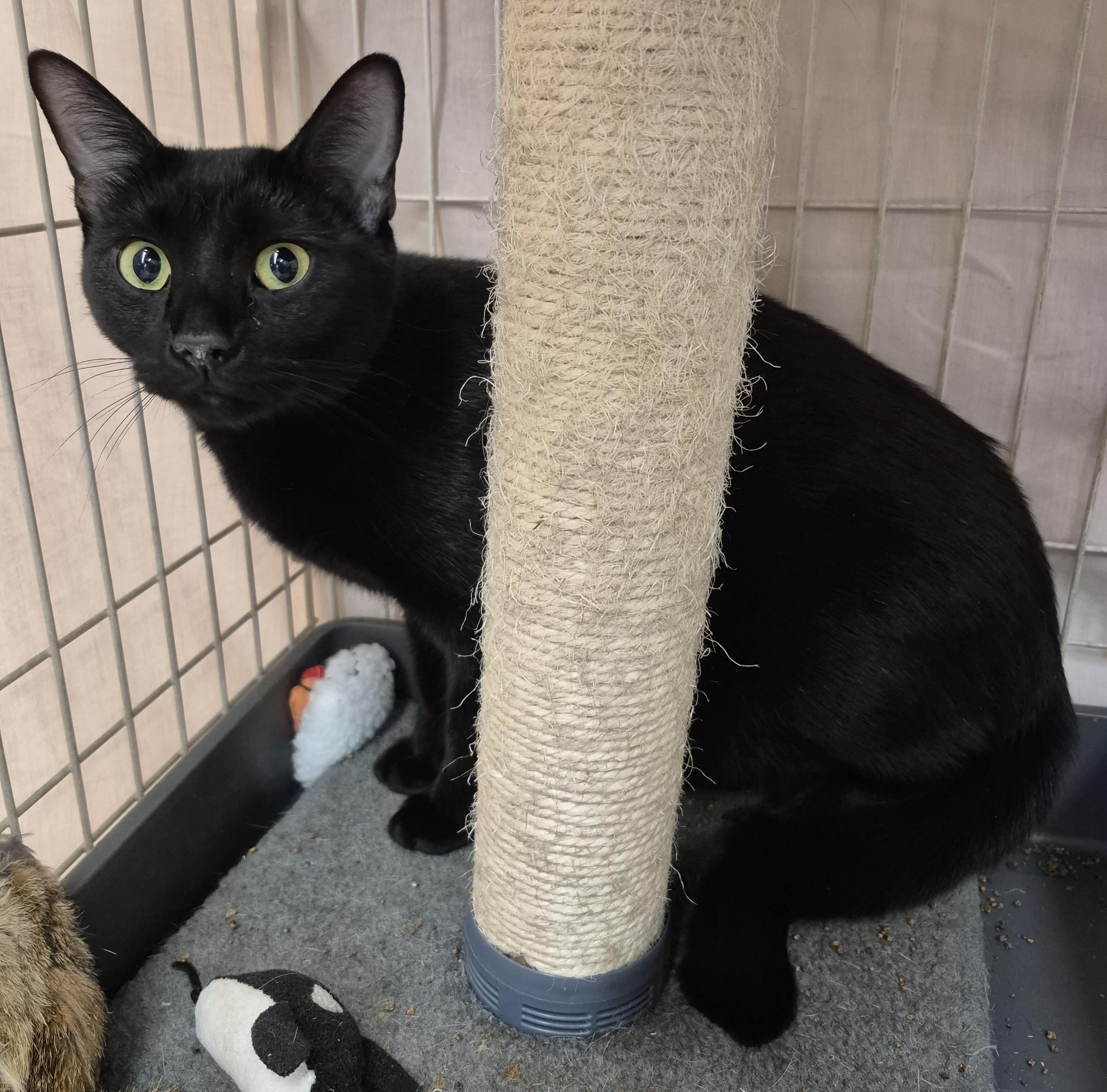 Mavis, ADOPTABLE, Young Female Domestic Short Hair.