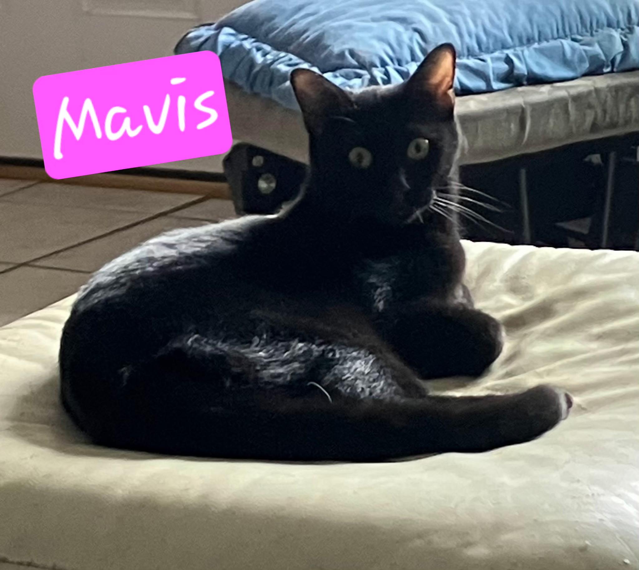 Enlarge Mavis, a ADOPTABLE mixed breed in Albuquerque, NM image 1/2