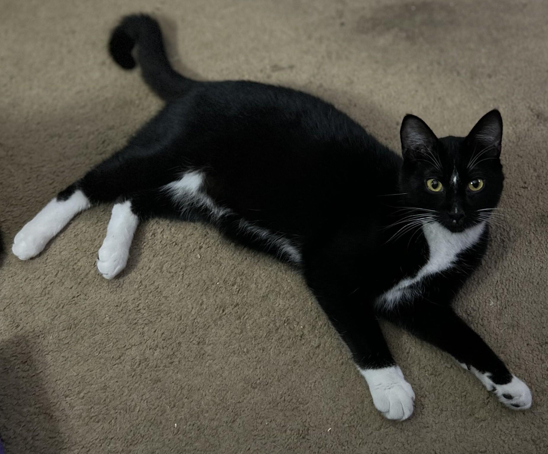 Enlarge Tux (with Buttons), a ADOPTABLE Domestic Short Hair in Silverton, OR image 4/5
