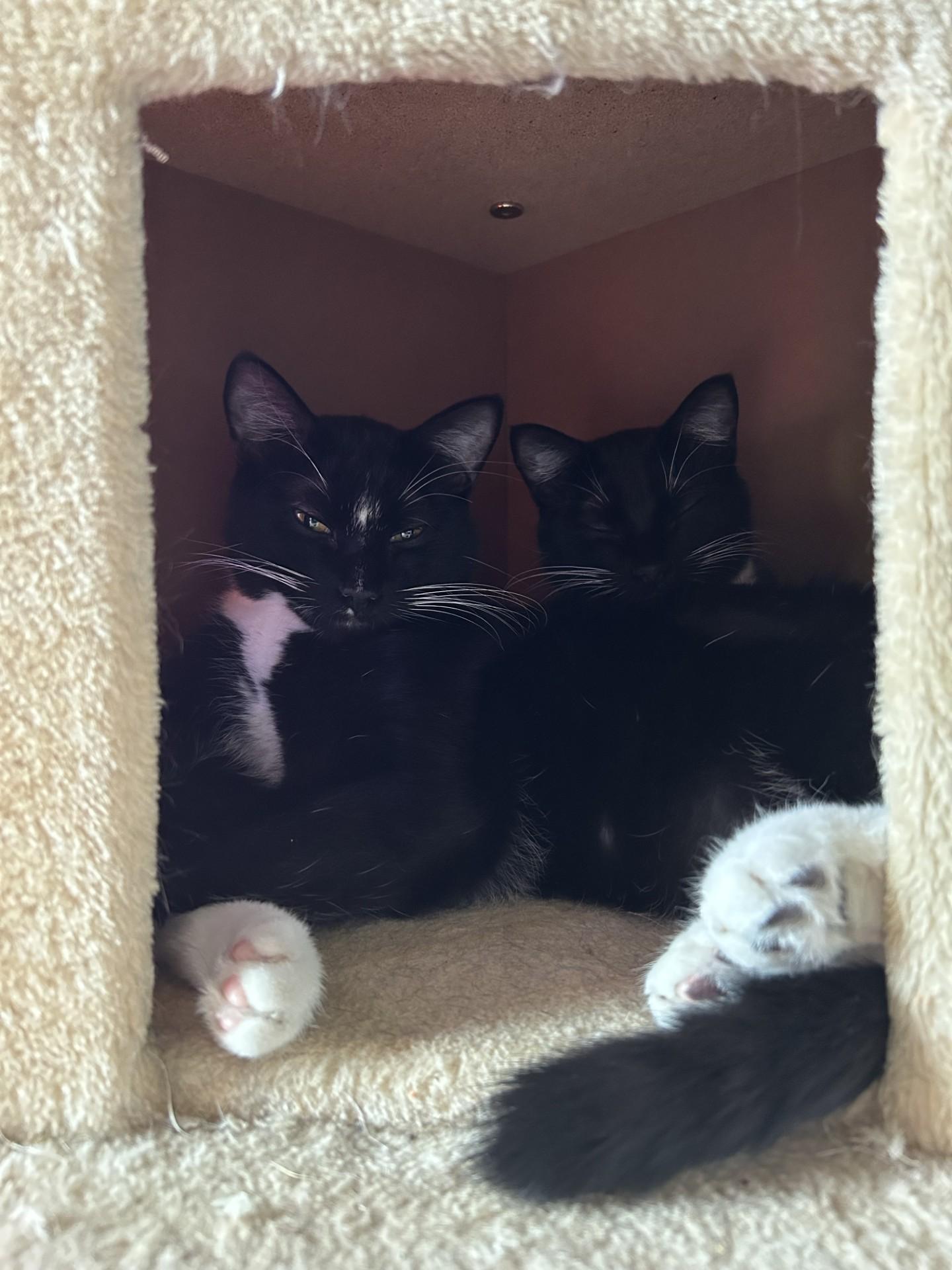 Enlarge Tux (with Buttons), a ADOPTABLE Domestic Short Hair in Silverton, OR image 2/5