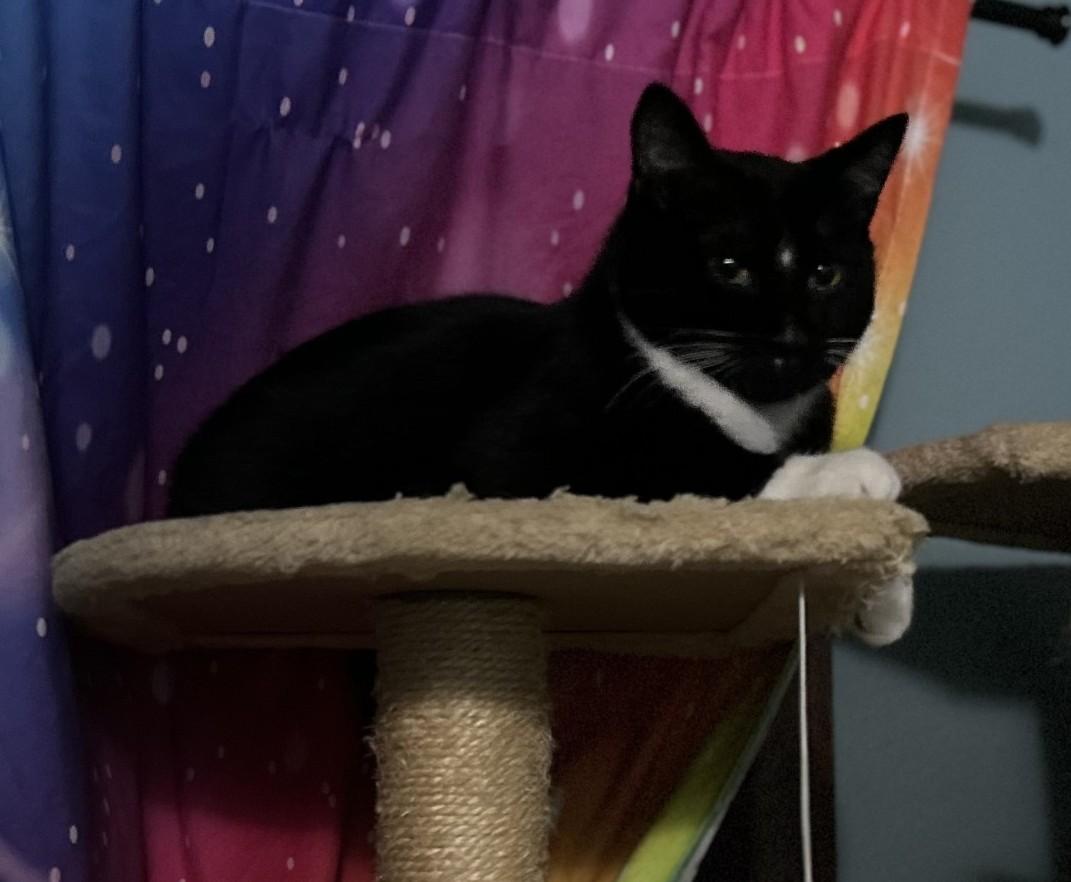 Enlarge Tux (with Buttons), a ADOPTABLE Domestic Short Hair in Silverton, OR image 3/5