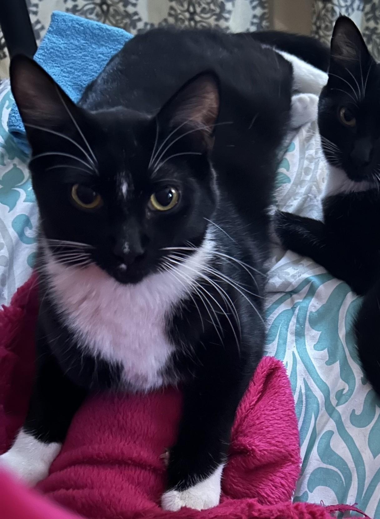 Tux (with Buttons), ADOPTABLE, Young Female Domestic Short Hair.