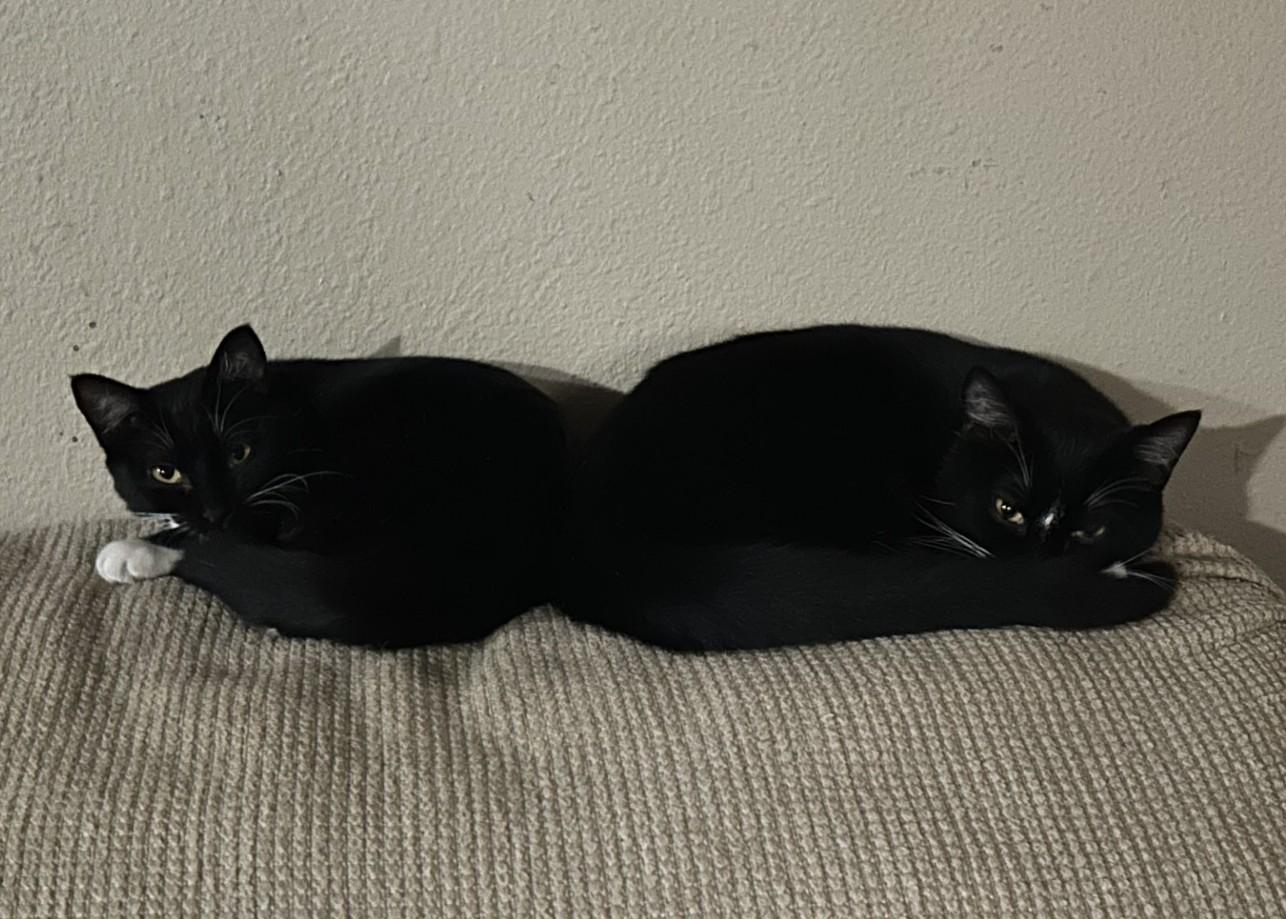 Enlarge Tux (with Buttons), a ADOPTABLE Domestic Short Hair in Silverton, OR image 5/5