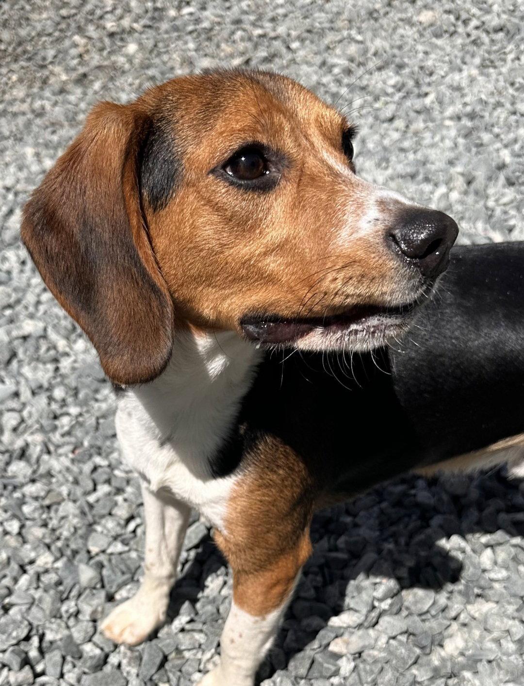 Ranger Beagle, Adopted, Young Male Beagle.