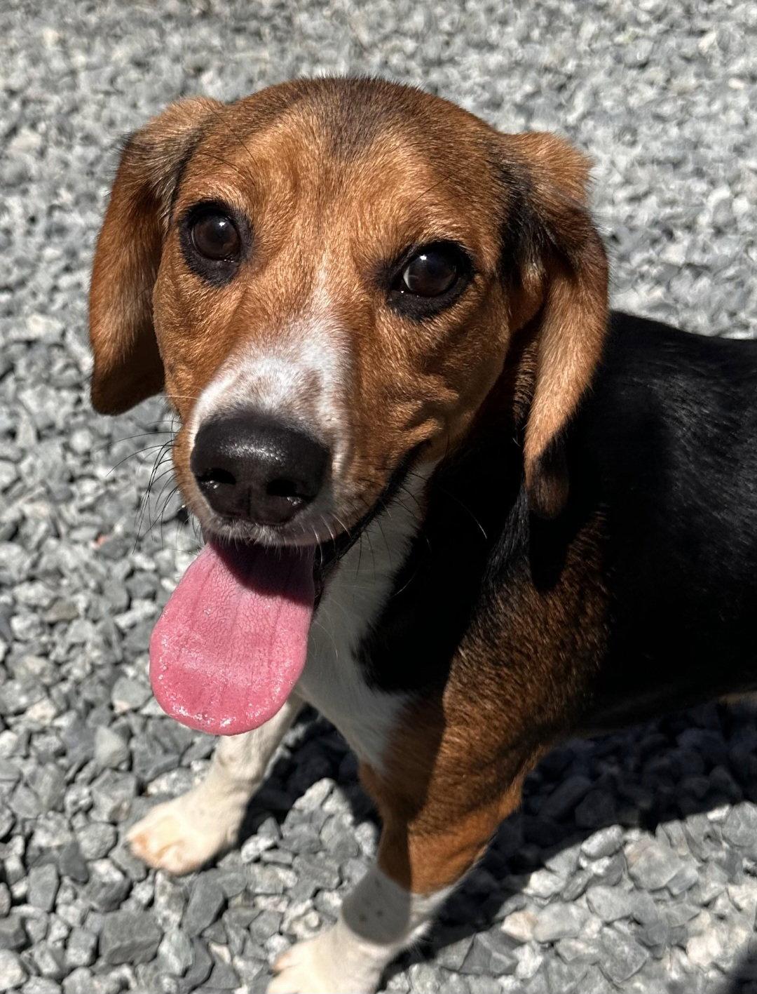 Ranger Beagle, a Adopted Beagle in Thomasville, NC image 2/3