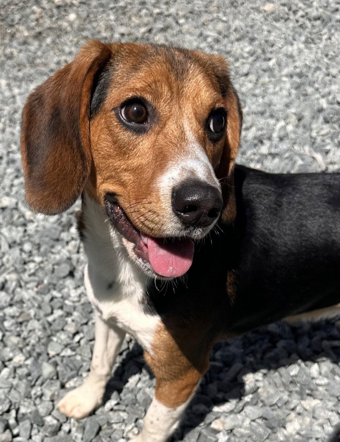 Ranger Beagle, a Adopted Beagle in Thomasville, NC image 3/3