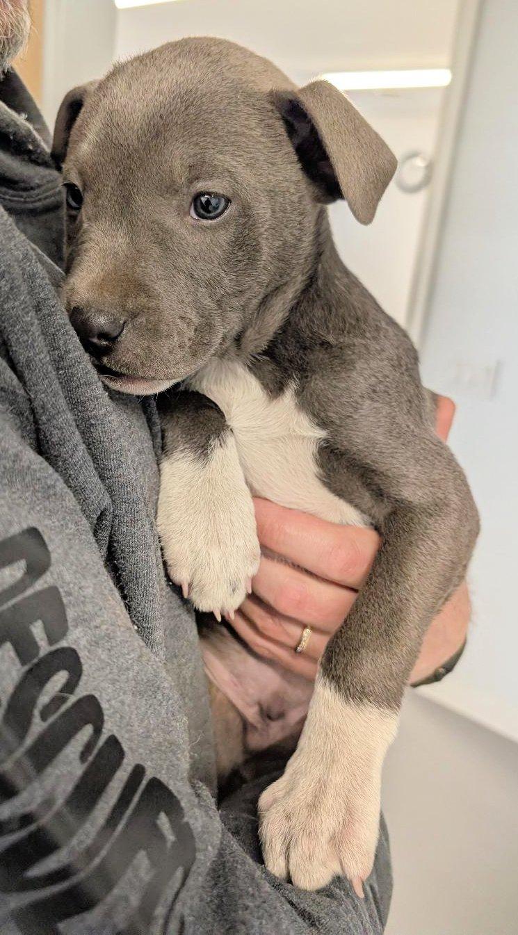 Ronny, adopted, Puppy Male Pit Bull Terrier.