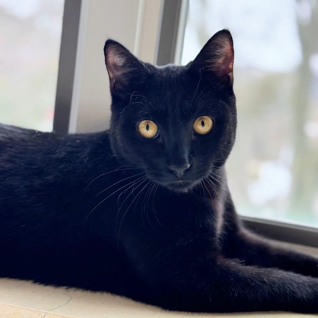 Dale, adoptable, Young Male Domestic Short Hair.