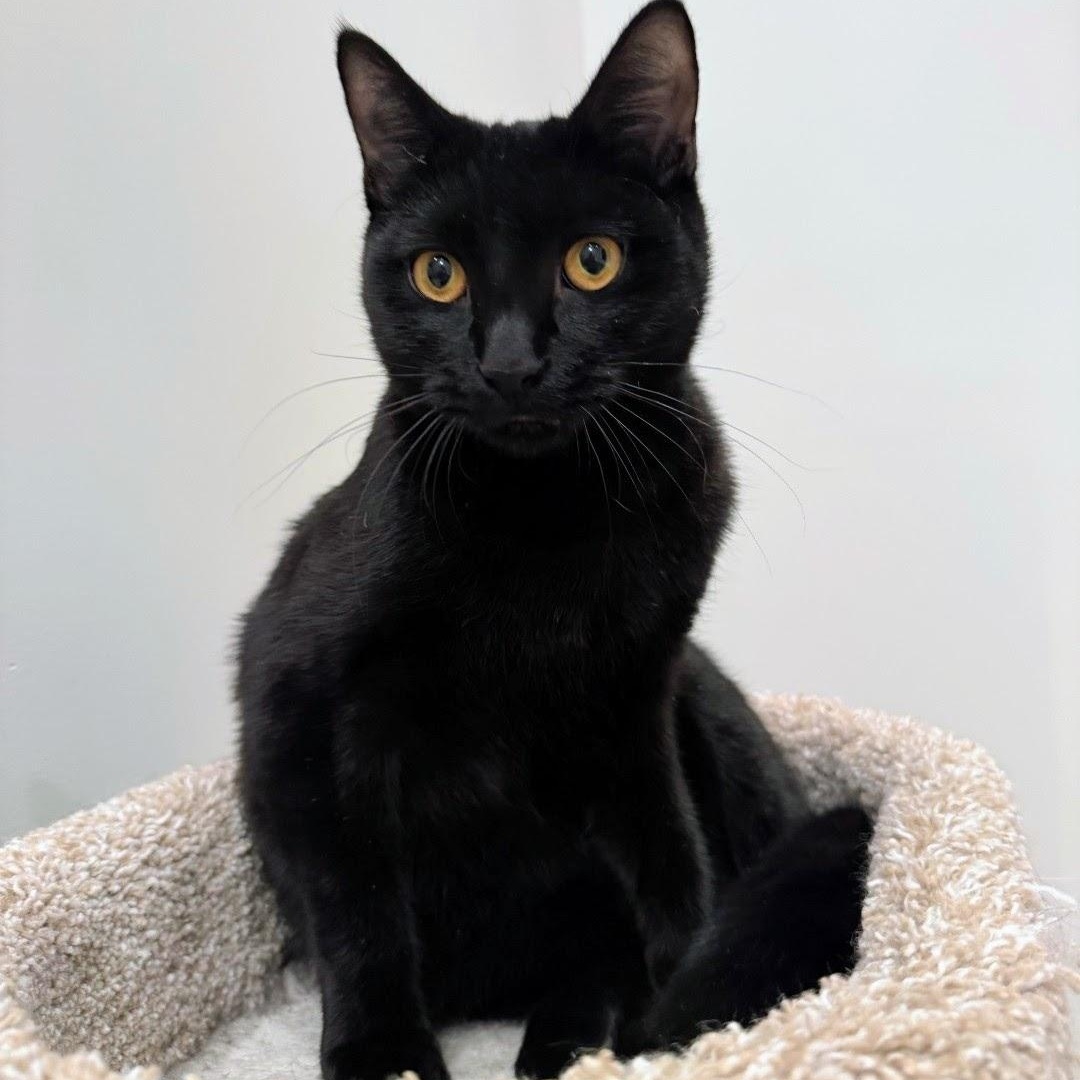 Enlarge Dale, an adoptable Domestic Short Hair in Staten Island, NY image 2/6