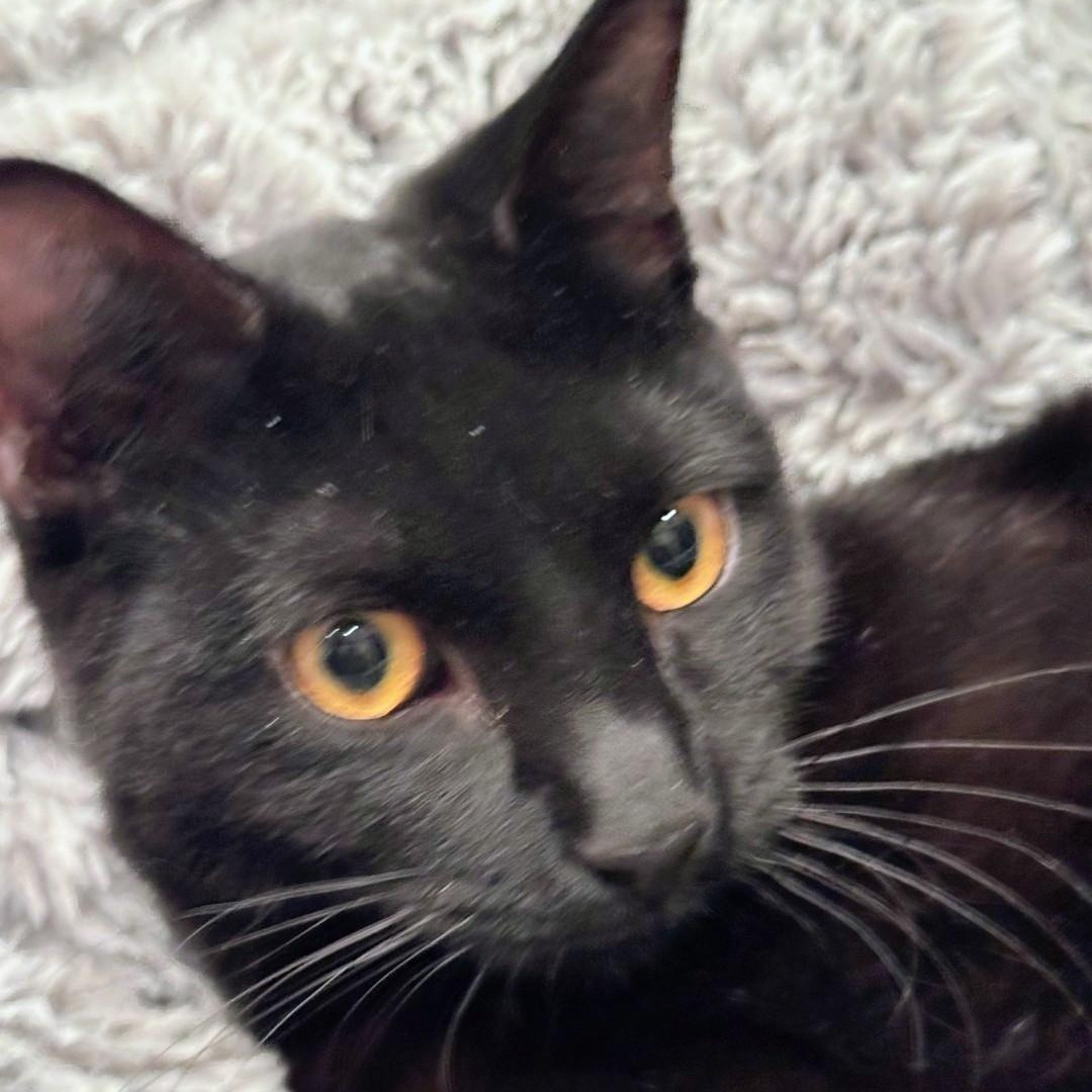 Enlarge Dale, an adoptable Domestic Short Hair in Staten Island, NY image 5/6