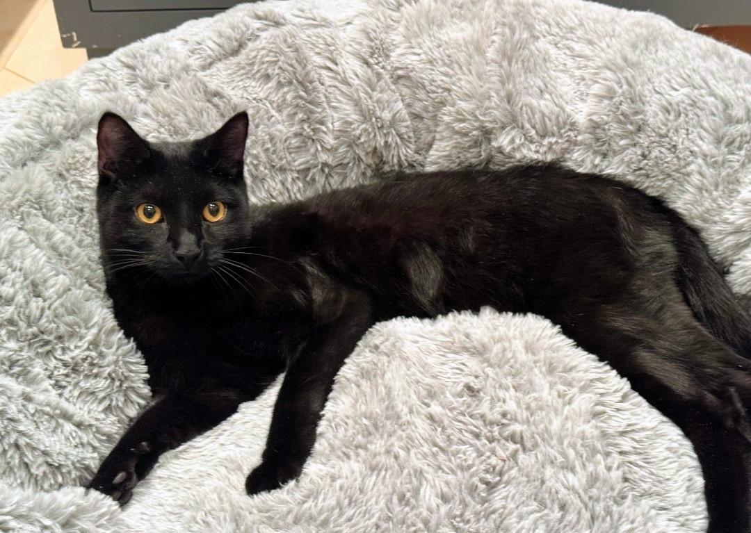 Enlarge Dale, an adoptable Domestic Short Hair in Staten Island, NY image 1/6