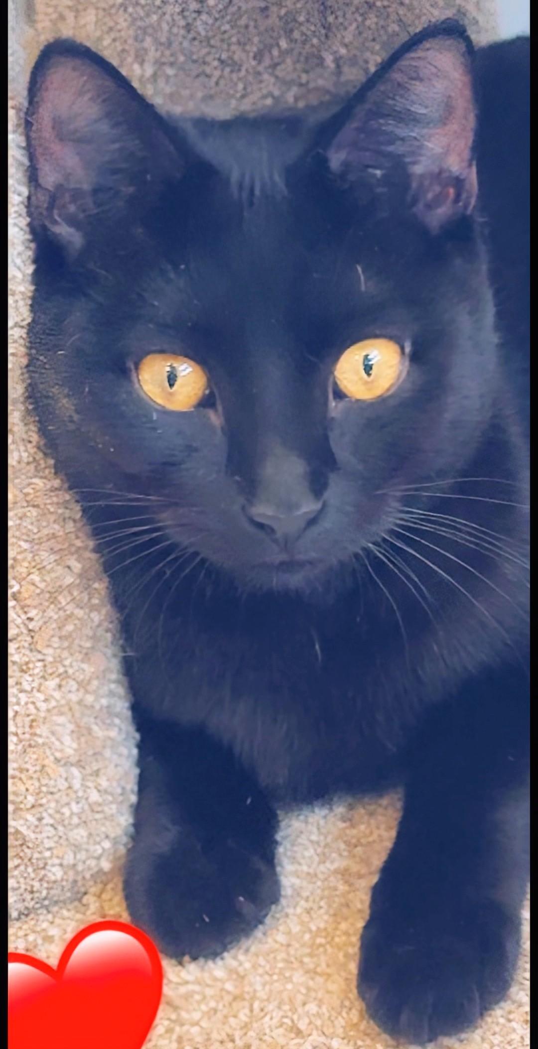 Enlarge Dale, an adoptable Domestic Short Hair in Staten Island, NY image 6/6