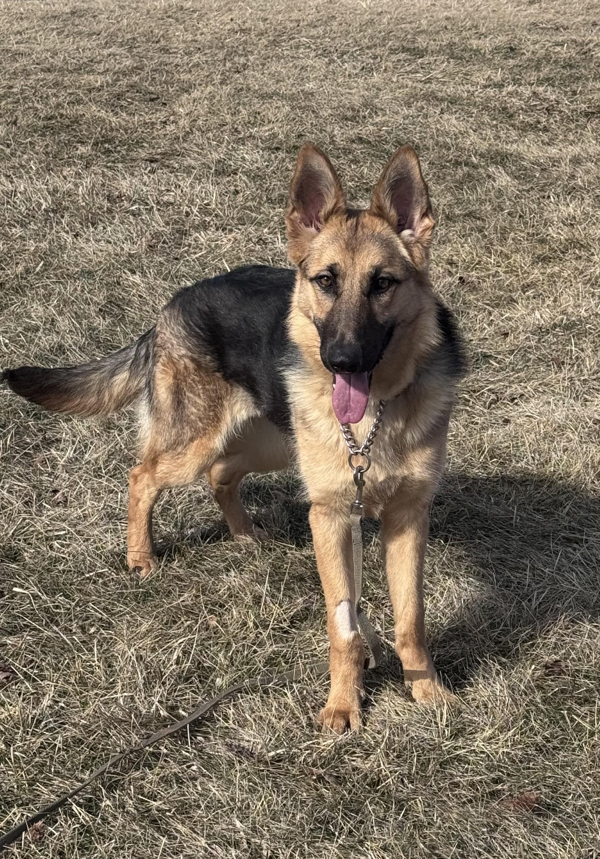 Enlarge Laina, a ADOPTABLE German Shepherd Dog in Yorkville, IL image 1/1