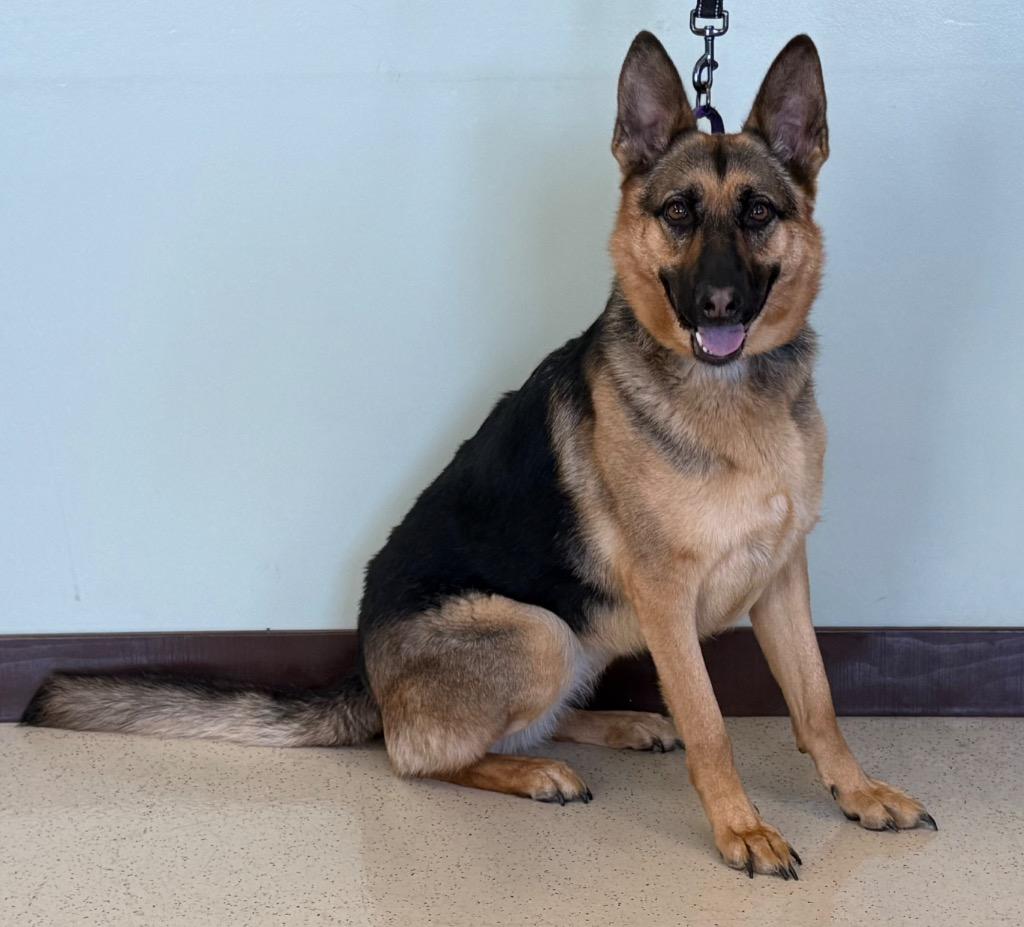 Riley, an adopted German Shepherd Dog in Amery, WI image 3/3