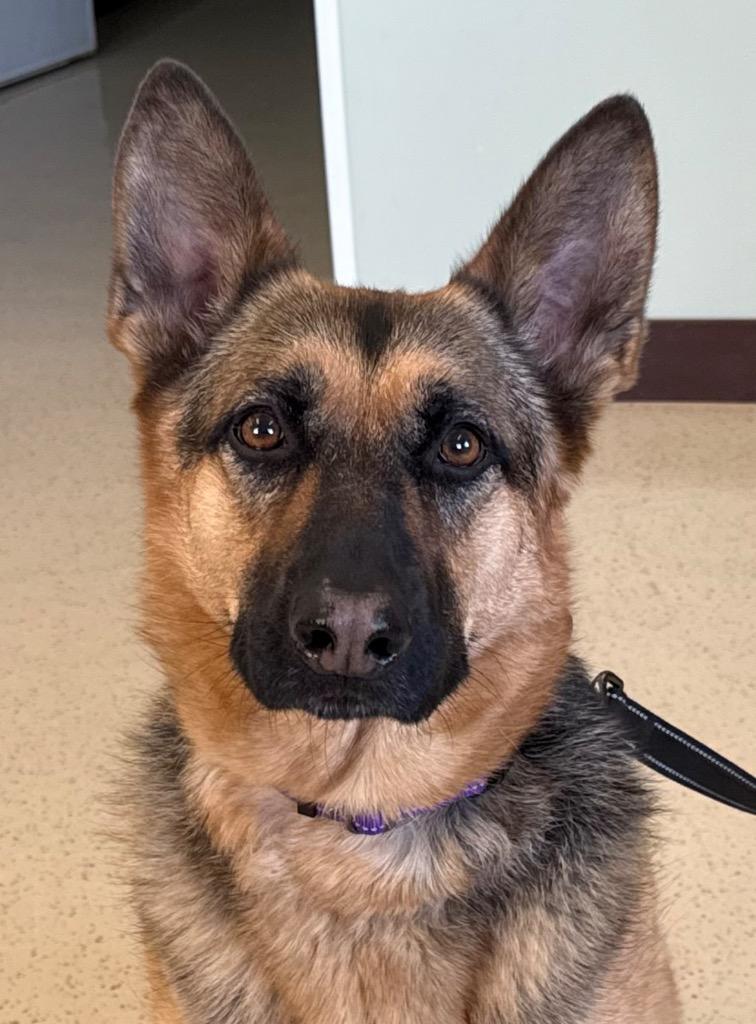 Riley, an adopted German Shepherd Dog in Amery, WI image 1/3