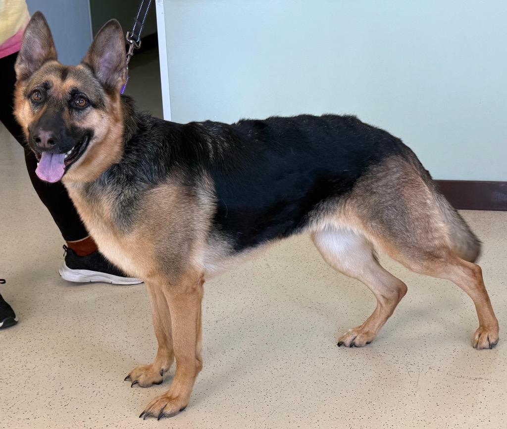 Riley, an adopted German Shepherd Dog in Amery, WI image 2/3