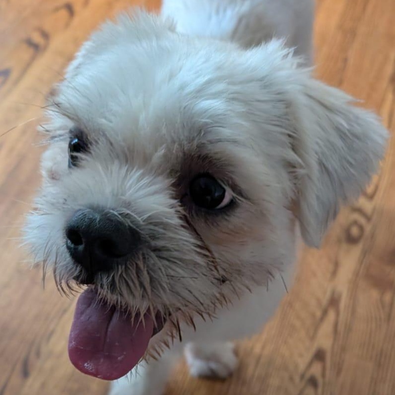 Enlarge Rhys, a Adoptable mixed breed in Scarborough, ON image 5/6