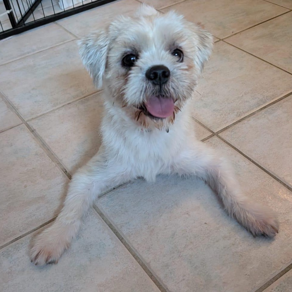 Enlarge Rhys, a Adoptable mixed breed in Scarborough, ON image 2/6