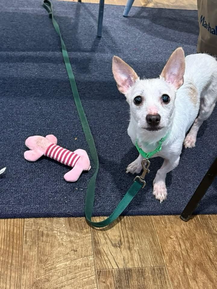 FLO Brady Bunch, Adoptable, Adult Female Chihuahua.