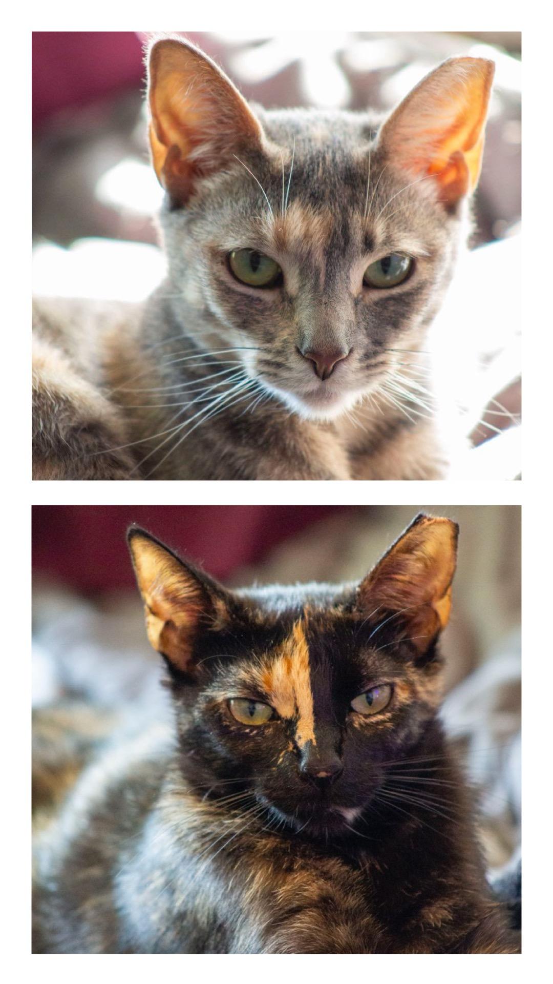 Gabby and Gracie Domestic Short Hair Cat