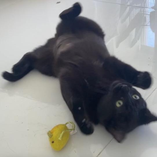 Tatsela, Adoptable, Young Female Domestic Short Hair.