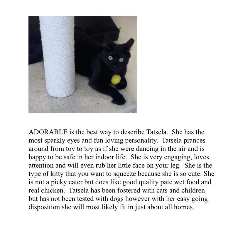 Enlarge Tatsela, a Adoptable Domestic Short Hair in Boston, MA image 2/5