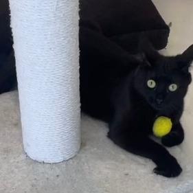 Enlarge Tatsela, a Adoptable Domestic Short Hair in Boston, MA image 3/5