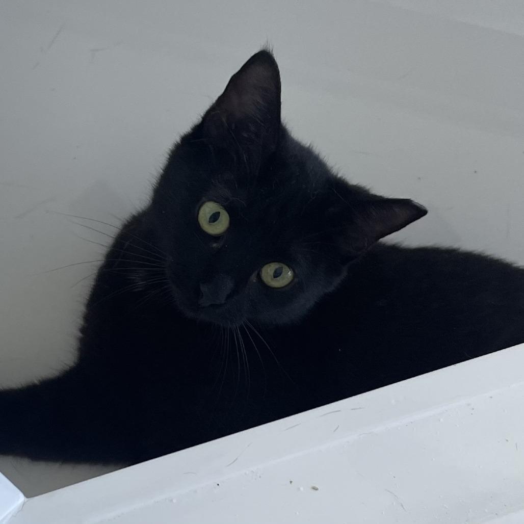 Enlarge Tatsela, a Adoptable Domestic Short Hair in Boston, MA image 4/5