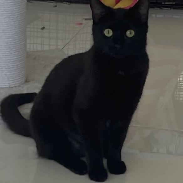 Enlarge Tatsela, a Adoptable Domestic Short Hair in Boston, MA image 5/5