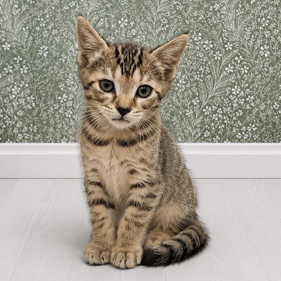 Enlarge Unpermitted Deck, a Adoptable Domestic Short Hair in Morganton, NC image 2/2