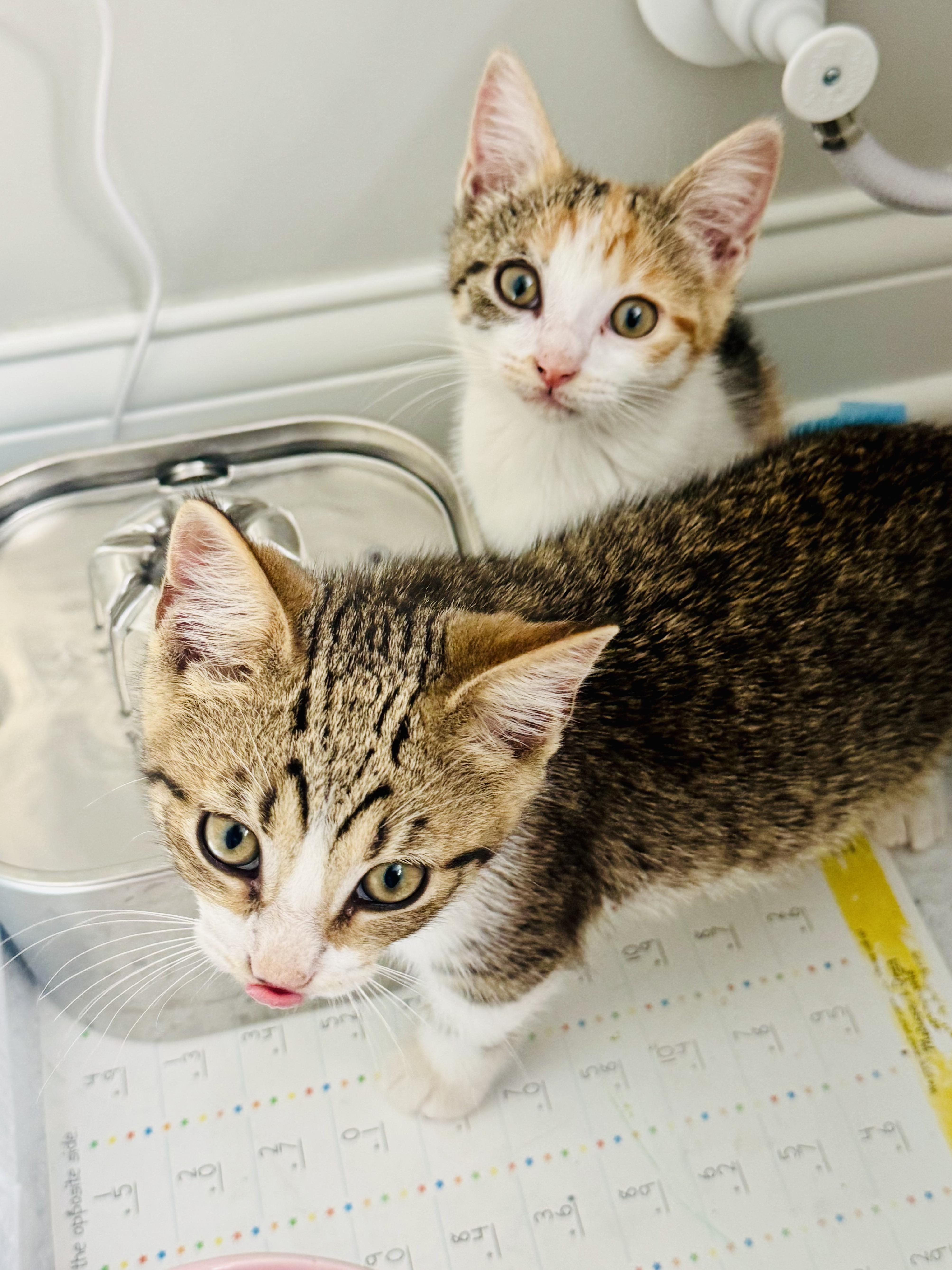 Mustard, a ADOPTABLE Domestic Short Hair in Columbus, OH image 6/6